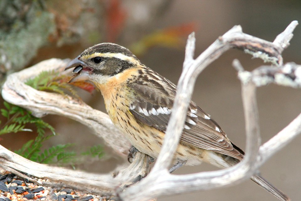 GROSBEAK, BLACK-HEADED (5-25-08) fem, canet rd, san luis obispo co, ca