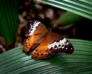 Cruiser Butterfly