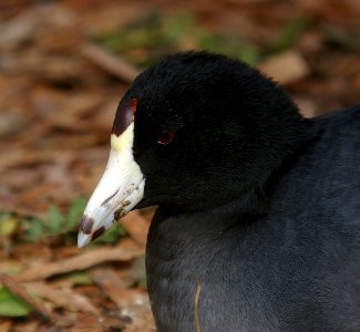 COOT, AMERICAN (11-14-06) morro bay, slo co, ca