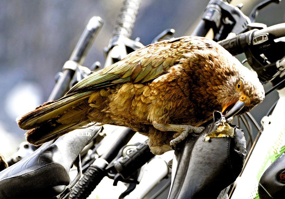Destructive Kea NZ. (Nestor notabilis)