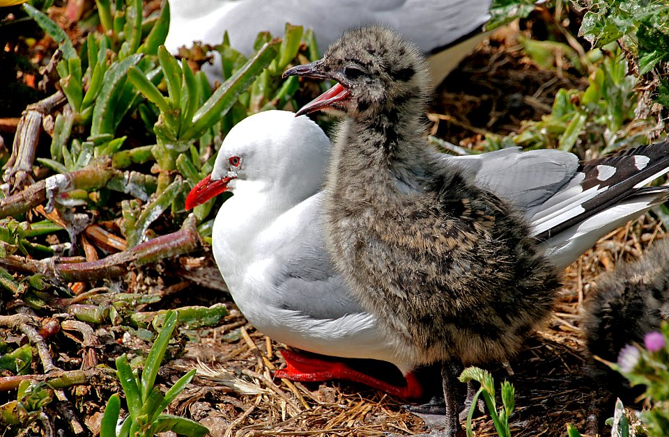 Red Billed Gull And Chick NZ