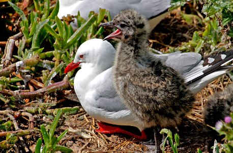 Red Billed Gull And Chick NZ photo