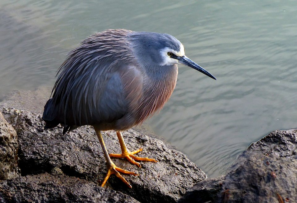 White-faced heron (Egretta novaehollandiae)
