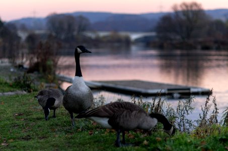 Der wachsame Blick photo