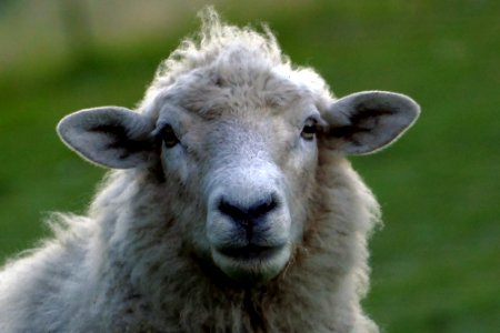 I only have eyes for ewe. photo