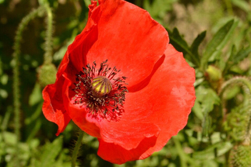 Nature plant red