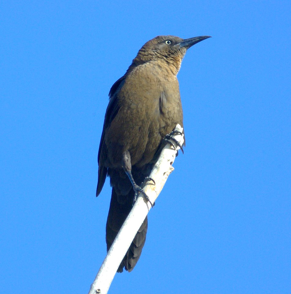 GRACKLE, GREAT-TAILED (4-22-08) carrizo, vis center -02