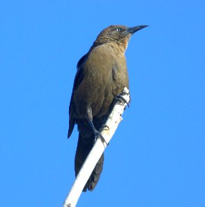 GRACKLE, GREAT-TAILED (4-22-08) carrizo, vis center -02