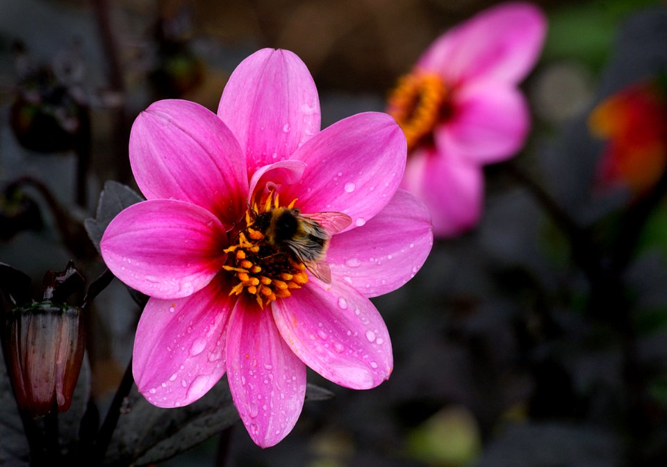 Kapow.Dahlia.