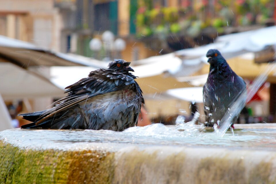 Fountain birds water