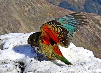 Kea showing wing colours.