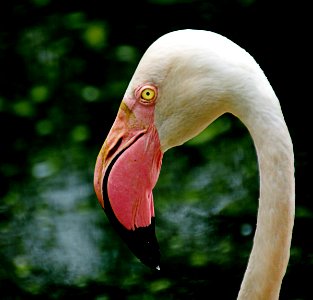 Greater Flamingo. photo