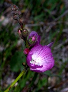 CHECKERBLOOM  (sialceamalviflora) (4-3-07) -3-canet rd, morro bay, slo co, ca