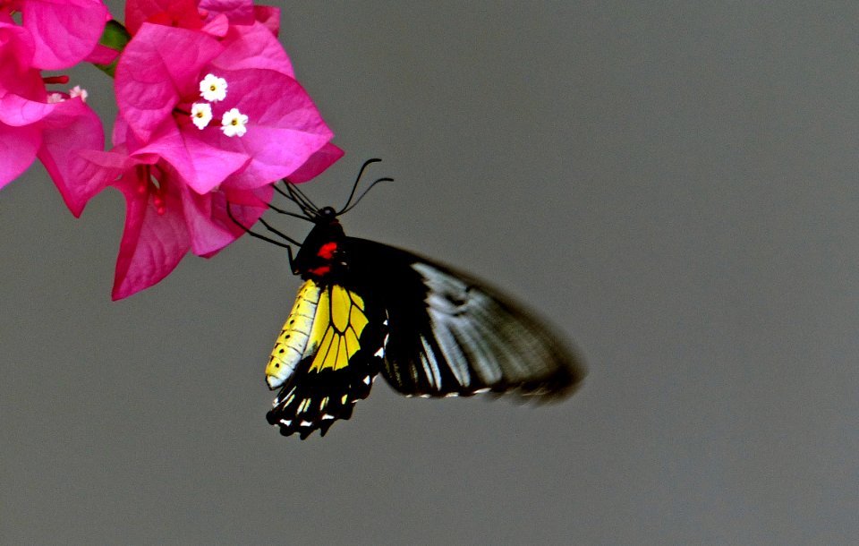 The Cairns Birdwing. FZ200