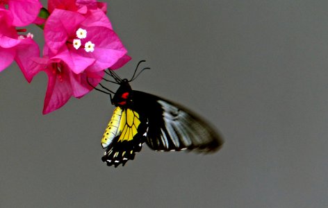 The Cairns Birdwing. FZ200