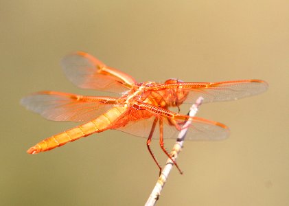 SKIMMER, FLAME (libellula saturata) (7-1-08) cerro alto, san luis obispo co, ca-05