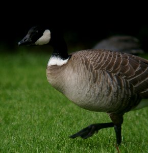 GOOSE, CACKLING (11-14-06) taverneri-leucopareia ?, slo co, ca