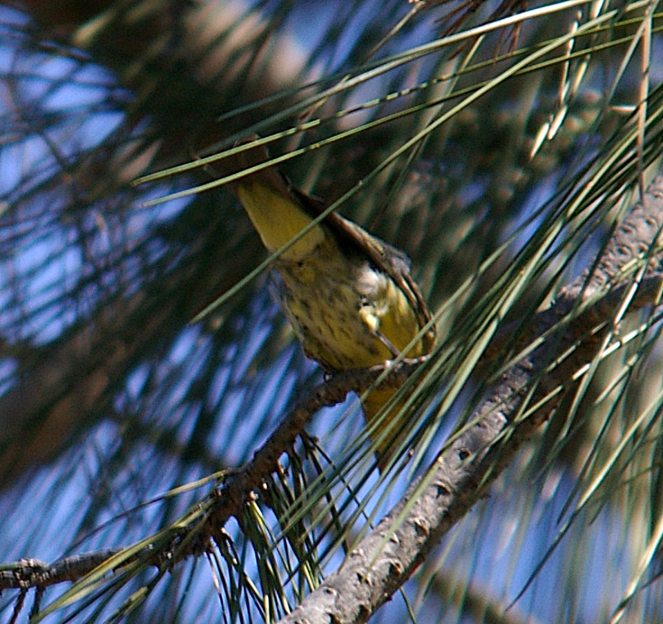 TANAGER, WESTERN (7-13-06) juv, cerro alto campground rd, slo co