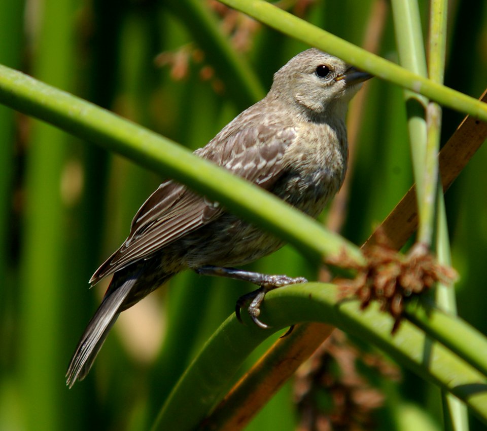 COWBIRD, BRON-HEADED (7-22-05) JUV, canet rd, morro bay, slo co, ca