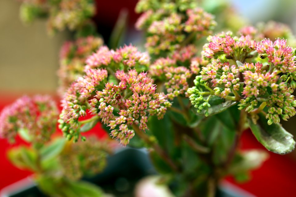 Sedums photo