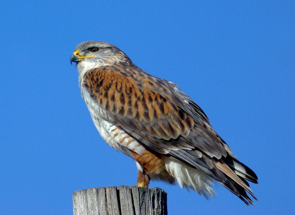 HAWK, FERRUGINOUS (12-29-07) ca val -02