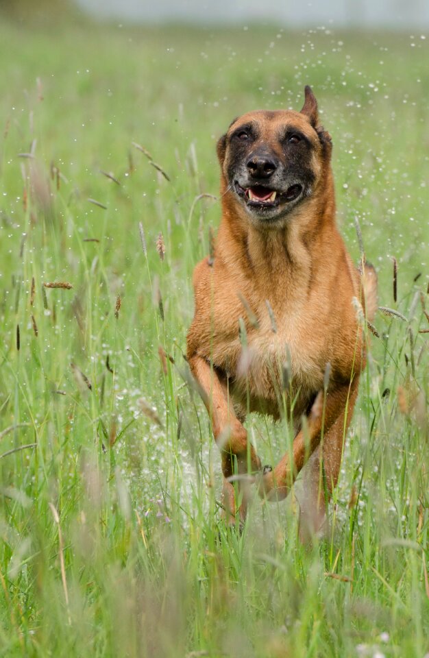 Belgian shepherd dog pet water
