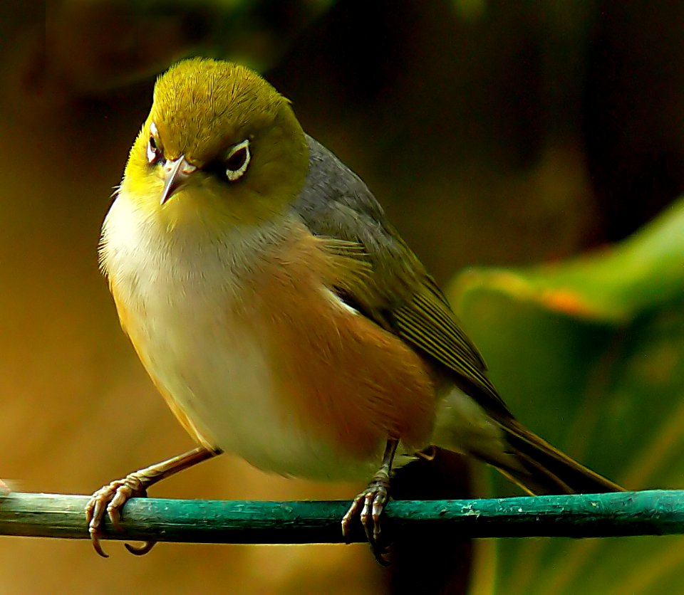 Silvereye. NZ