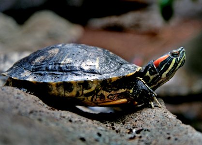 Freshwater Turtle photo