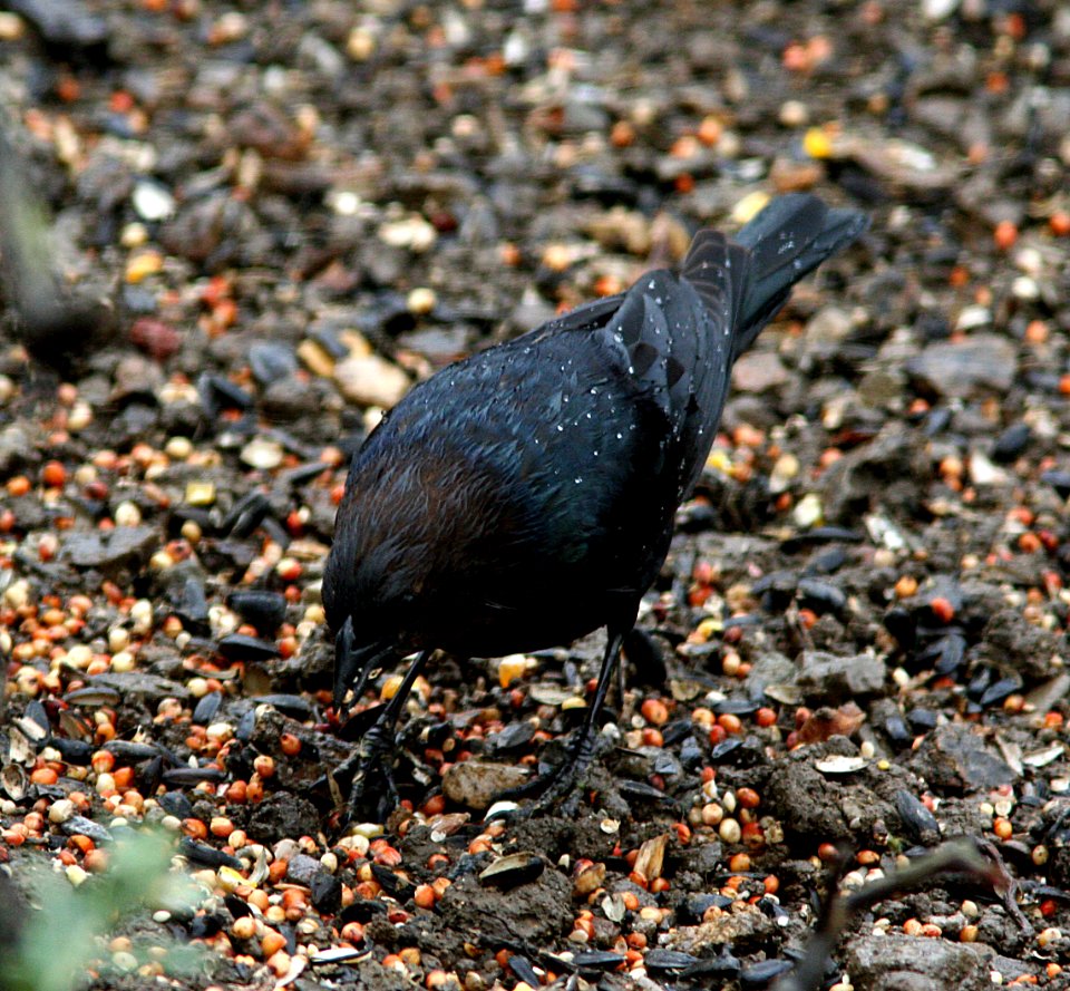COWBIRD, BROWN-HEADED (4-14-07) canet rd, morro bay, slo co, ca