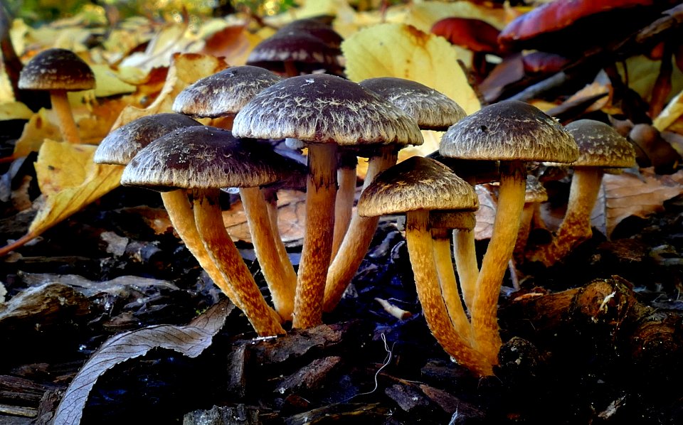 Hypholoma brunneum.