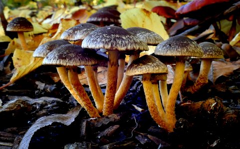 Hypholoma brunneum.