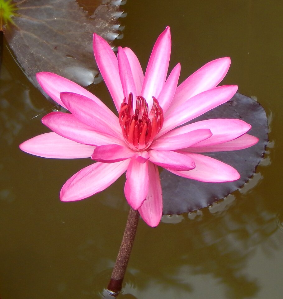 Lal shapla lal kamal raktakamal