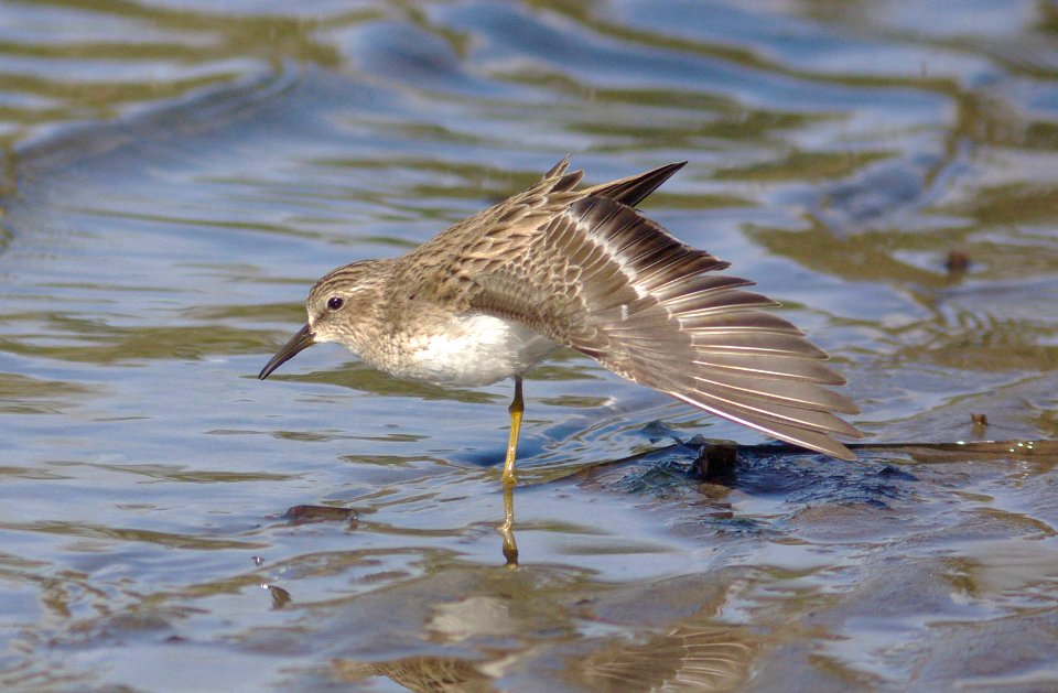 SANDPIPER, LEAST (1-5-08) -3