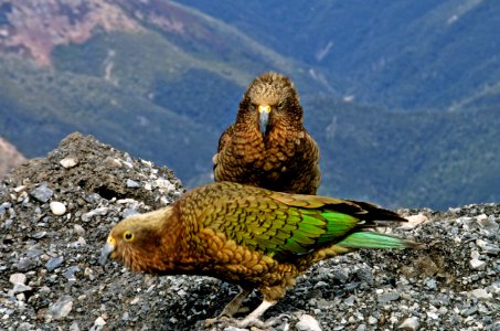 The Kea photo