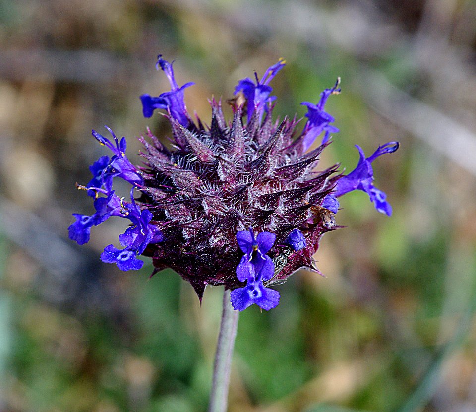 CHIA (salvia columbariae) (4-16-07) carrizo plain nat monument, slo co, ca
