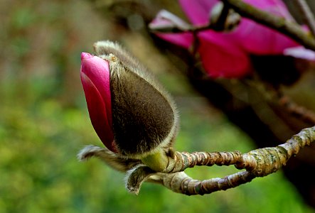 Magnolia bud. photo
