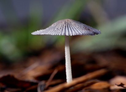 Coprinus Lagopus