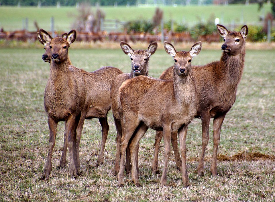 Red Deer. New Zealand,
