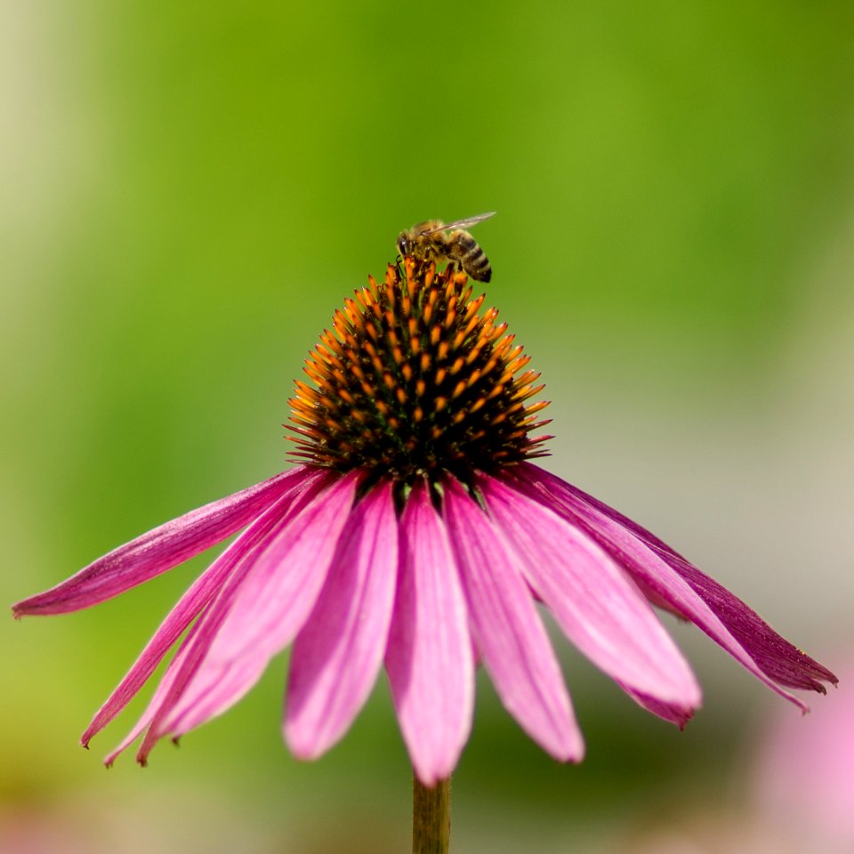 Blumen gehen immer (2)