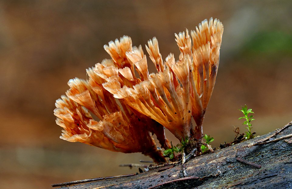 Wine Glass Fungus ( Podoscypha petalodes)