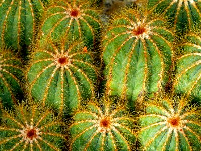 Cactus. photo