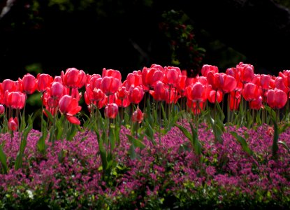 Bed of Tulips. photo