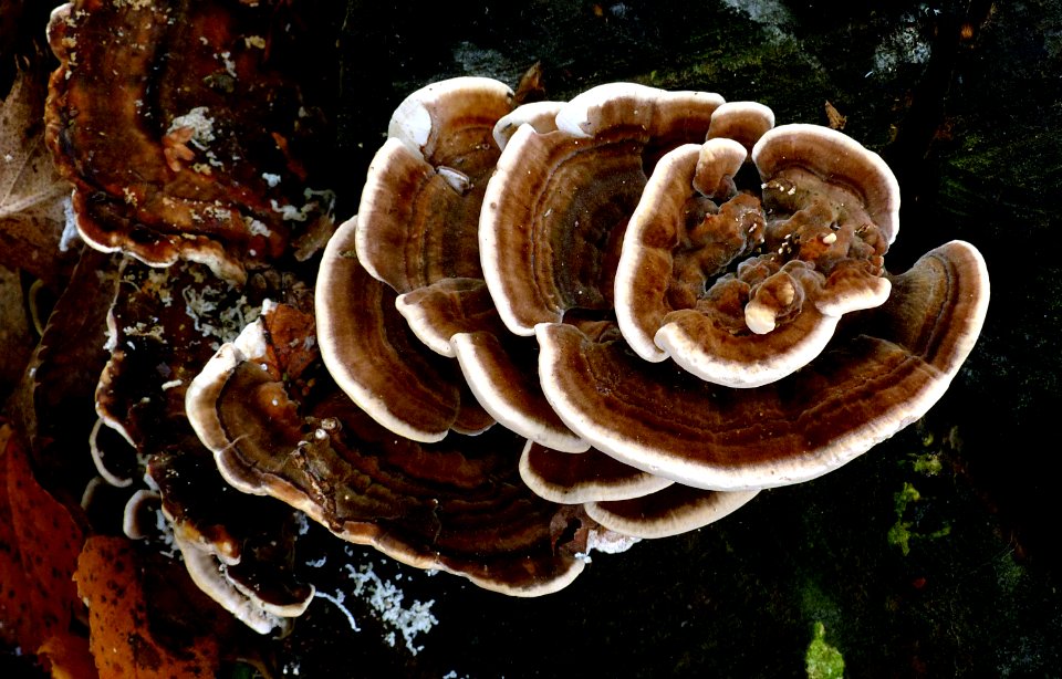 Bracket fungi. photo