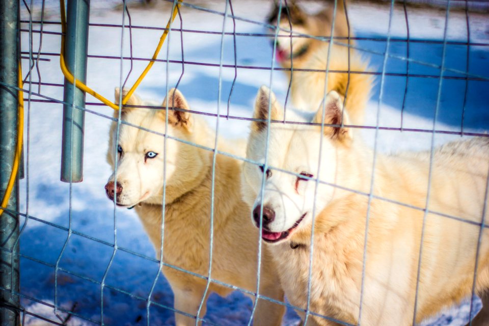 huskies