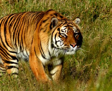 Sumatran Tiger. photo