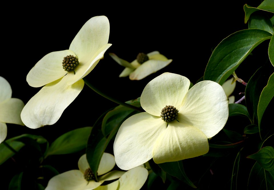 Greenvale dogwood.