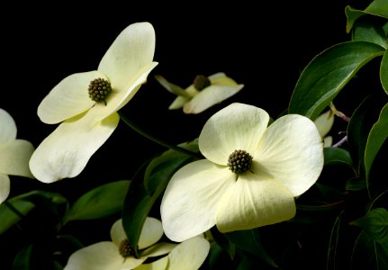 Greenvale dogwood. photo