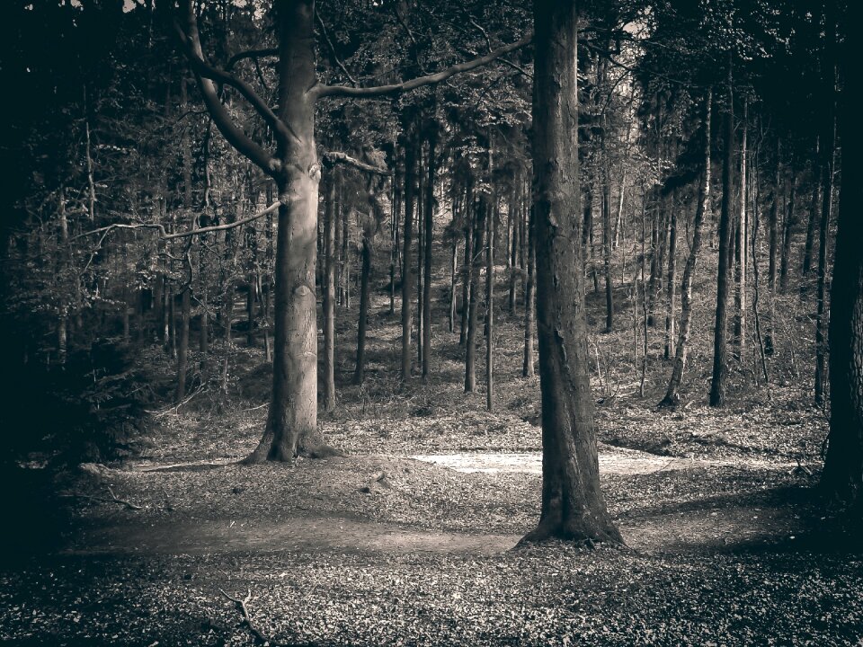 Mystical trees landscape