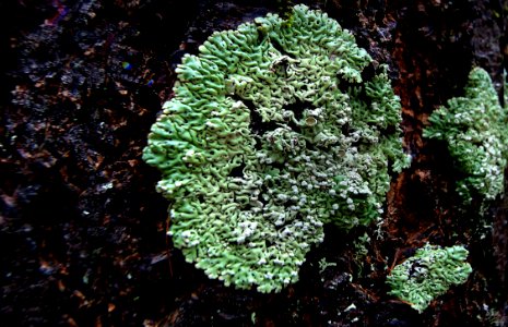 Lichen on tree.