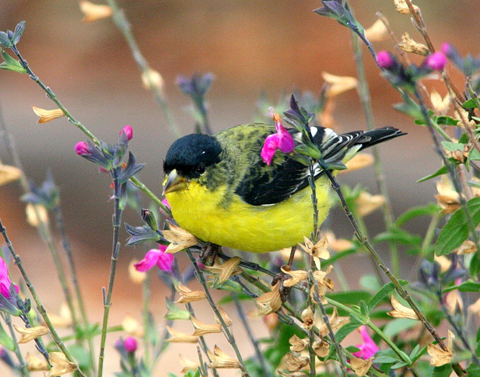 GOLDFINCH, LESSER (12-19-07) canet -1